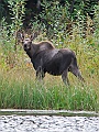 Alaska Wildlife-44